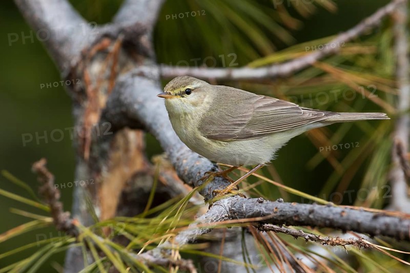 Willow Warbler - Fitis - Phylloscopus trochilus ssp. acredula, Russia (Ural)