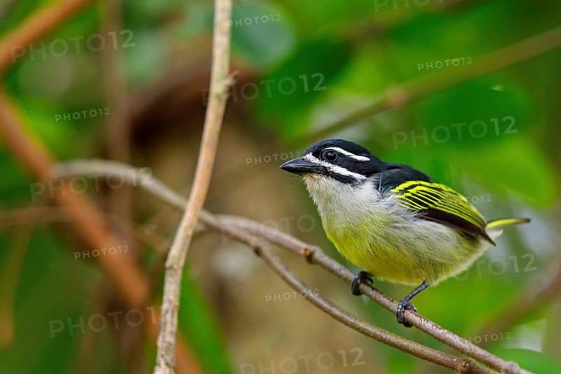 Yellow-rumped Tinkerbird, (Pogoniulus bilineatus), Barbion à croupion jaune, Barbudito culigualdo, iSimangaliso Wetland Park, St. Lucia, KwaZulu-Natal, South Africa