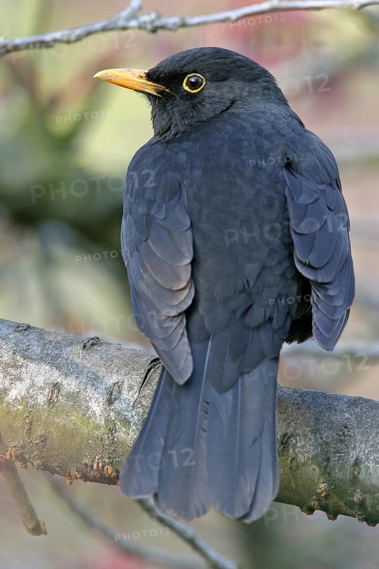 Blackbird (Turdus merula), one, individual, biotope, habitat, perch, garden, Neuhofen, Rhineland-Palatinate, Federal Republic of Germany