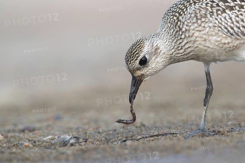 Grey Plover (Pluvialis squatarola) feeding on worm, Mecklenburg-Western Pomerania, Germany