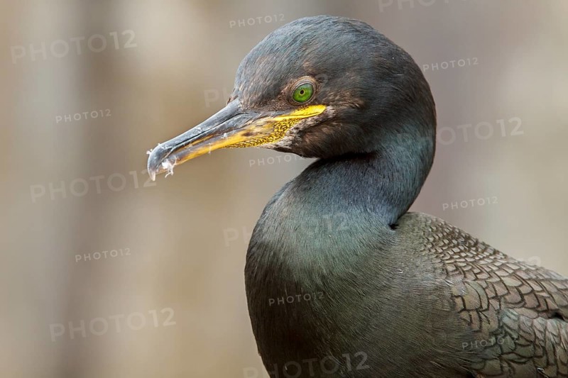 European Shag (Phalacrocorax aristotelis) adult portrait, Farne Islands, United Kingdom
