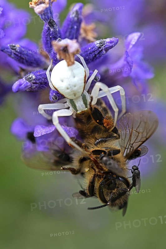 Goldenrod crab spider (Misumena vatia) eats a honey bee, Animals, Insects, Spiders, Baden-Württemberg, Federal Republic of Germany