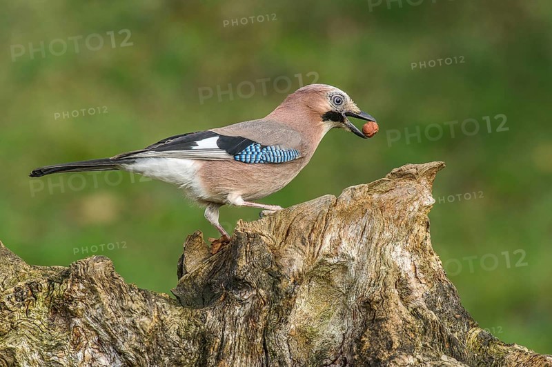 Eurasian Jay (Garrulus glandarius) Jay • Baden-Württemberg, Germany, Baden-Württemberg, Federal Republic of Germany