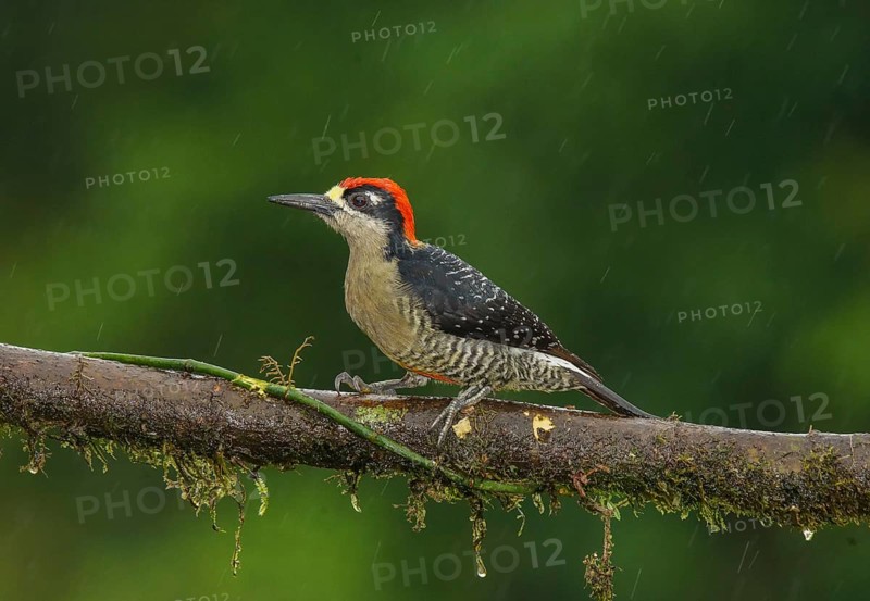 Black-cheeked Woodpecker (Melanerpes pucherani) male perched on a branch, Alajuela, Costa Rica