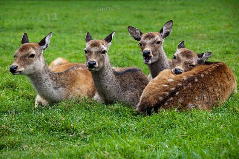 Four fallow deer (Dama dama) female in captivity, Poland