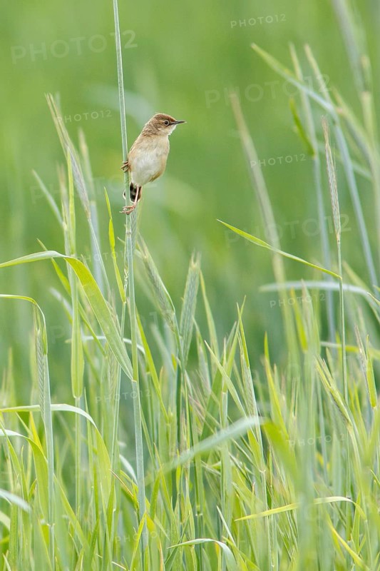 Zitting cisticola (Cisticola juncidis), on cereal field, Galicia, Spain