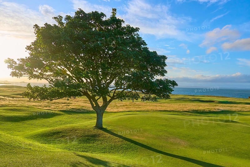 Single tree on green field under blue ocean sky, golf course, North Berwick, East Lothian, Scotland, United Kingdom, United Kingdom