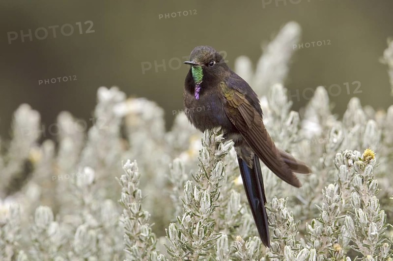 Blue-mantled Thornbill (Chalcostigma stanleyi), Ecuador