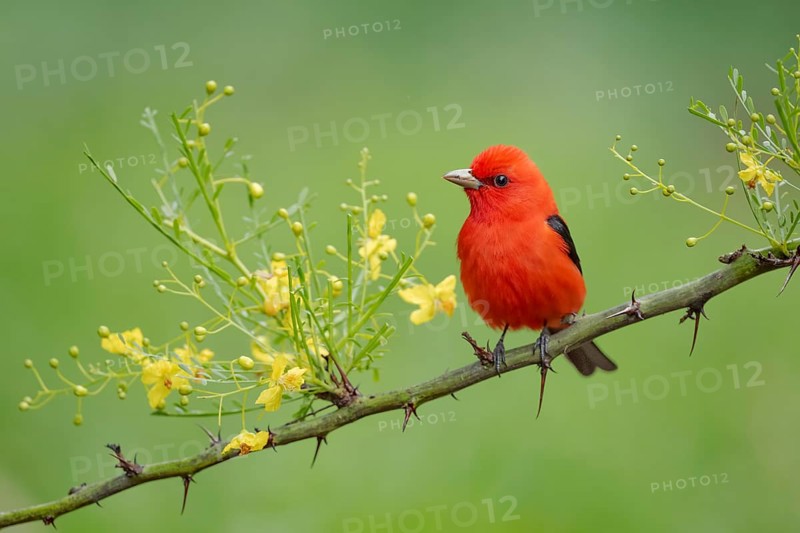 Scarlet Tanager (Piranga olivacea) male perched on a branch, Texas, USA