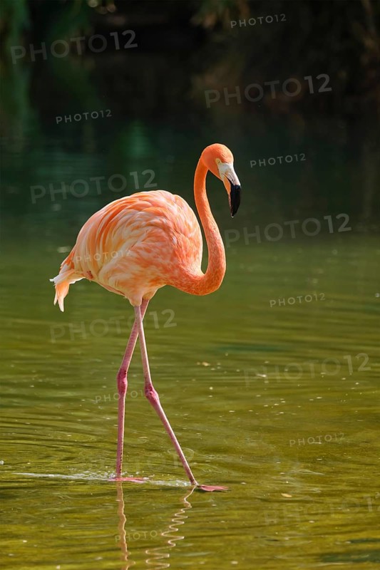 American flamingo (Phoenicopterus ruber) pink bird in pond