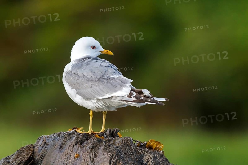 Mew Gull (Larus canus), British Columbia, Canada