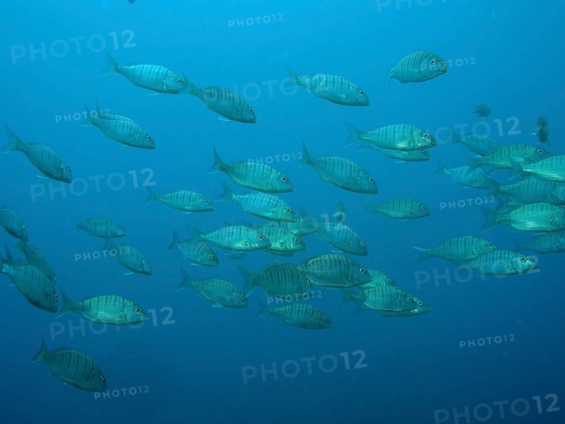 Marble bream (Lithognathus mormyrus)
