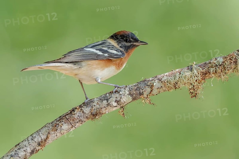Bay-breasted Warbler (Setophaga castanea) male perched on a branch, Texas, USA