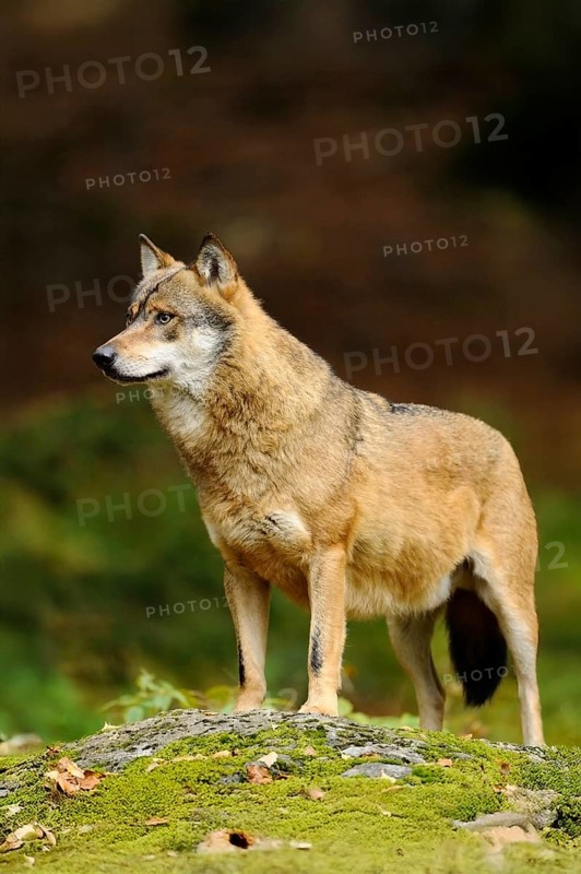 A wolf stands raised on a mossy stone in a relaxed pose, Eurasian wolf (Canis lupus lupus), Bavarian Forest National Park
