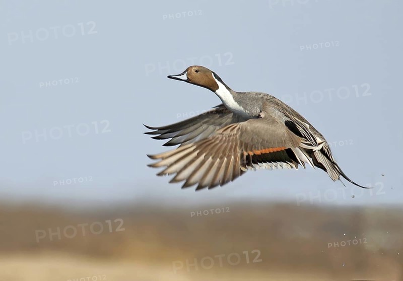 Northern Pintail (Anas acuta) male flying, Saskatchewan, Canada