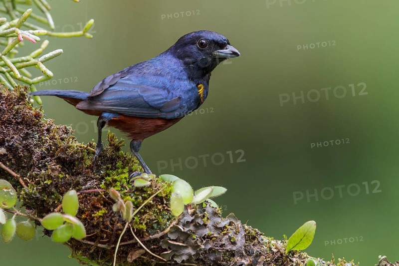 Chestnut-bellied Euphonia (Euphonia pectoralis) perched on a branch in the Atlantic rainforest of southeast Brazil