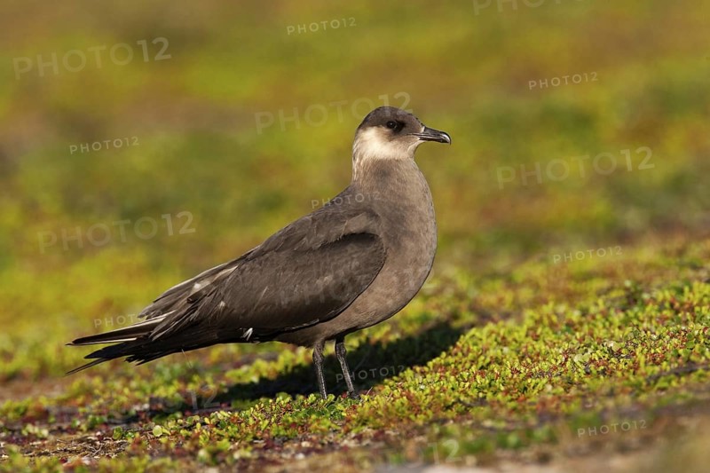 Parasitic Jaeger (Stercorarius parasiticus), Finnmark, Norway