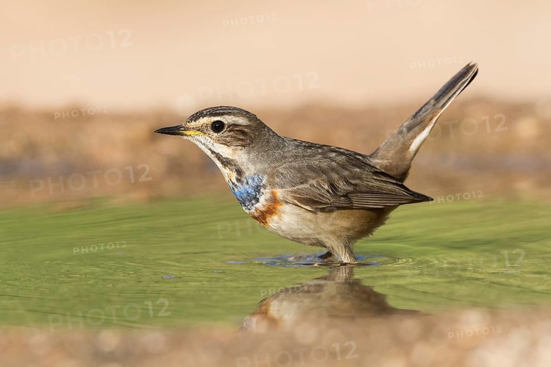 Bluethroat (Luscinia svecica svecica) male, Eilat, Israel