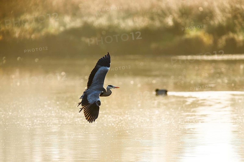 Grey Heron, Ardea cinerea, bird in winter on marshes in winter soft morning light, Devon, England, United Kingdom