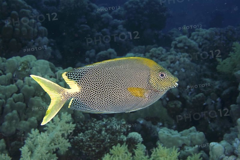 Spotted rabbitfish (Siganus stellatus laqueus)