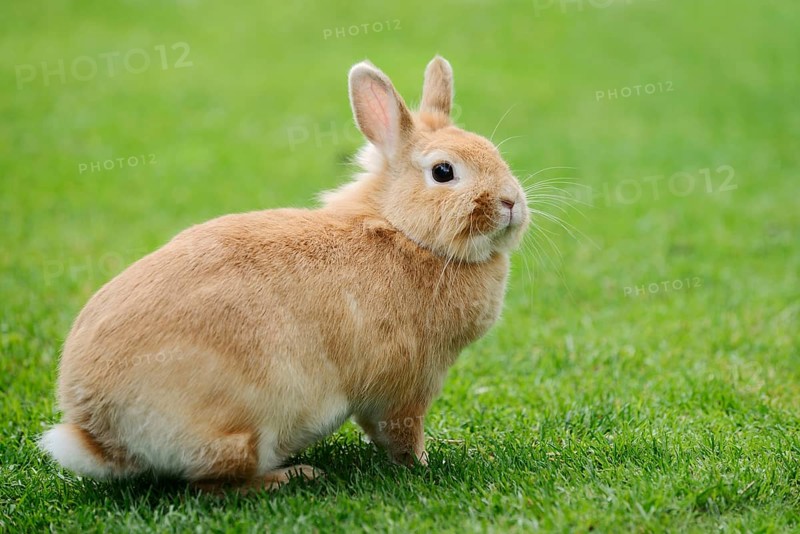 Dwarf rabbit (Oryctolagus cuniculus forma domestica) in a meadow, North Rhine-Westphalia, Germany