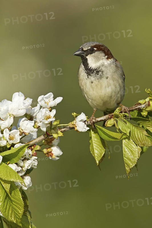 House Sparrow (Passer domesticus) male, Rhineland-Palatinate, Germany