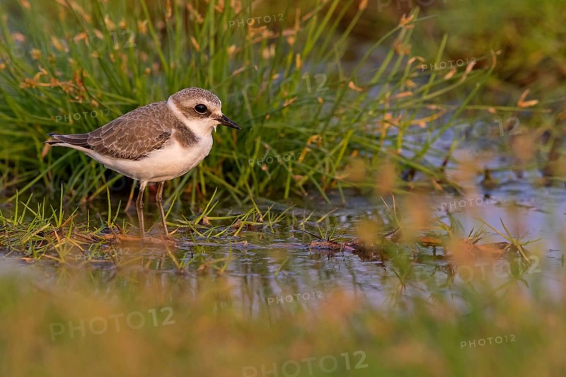 Animals, birds, plover, Kentish plover, (Charadrius alexandrinus), biotope, habitat, foraging, Khawr Rawri, Salalah, Sohar, Oman