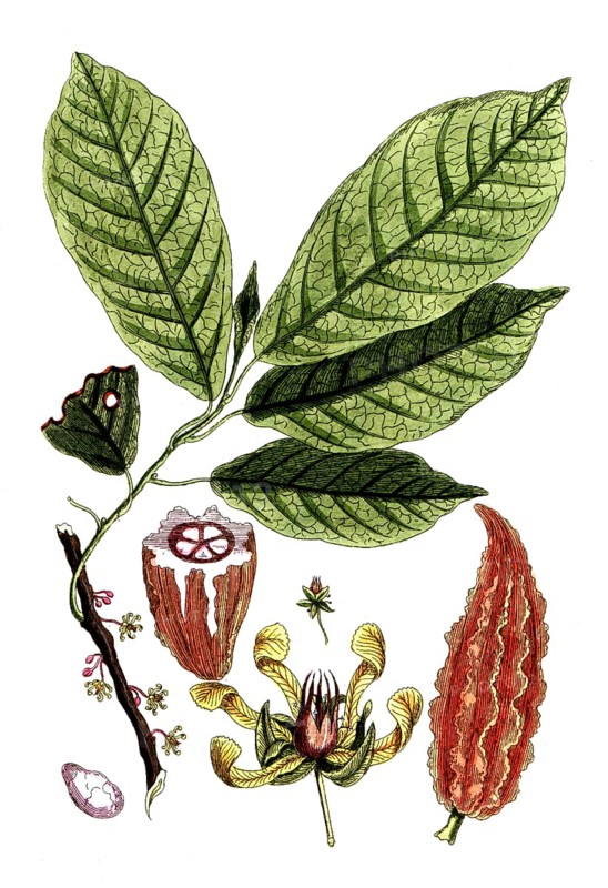 Theobroma cacao, cocoa tree, digital reproduction of a historical model, between 1790 and 1810