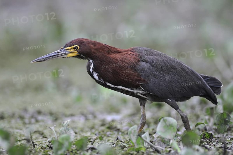 Rufescent Tiger Heron (Tigrisoma lineatum) foraging, Pantanal, Brazil