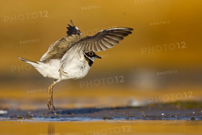 Little Ringed Plover (Charadrius dubius) female flapping, North Rhine-Westphalia, Germany