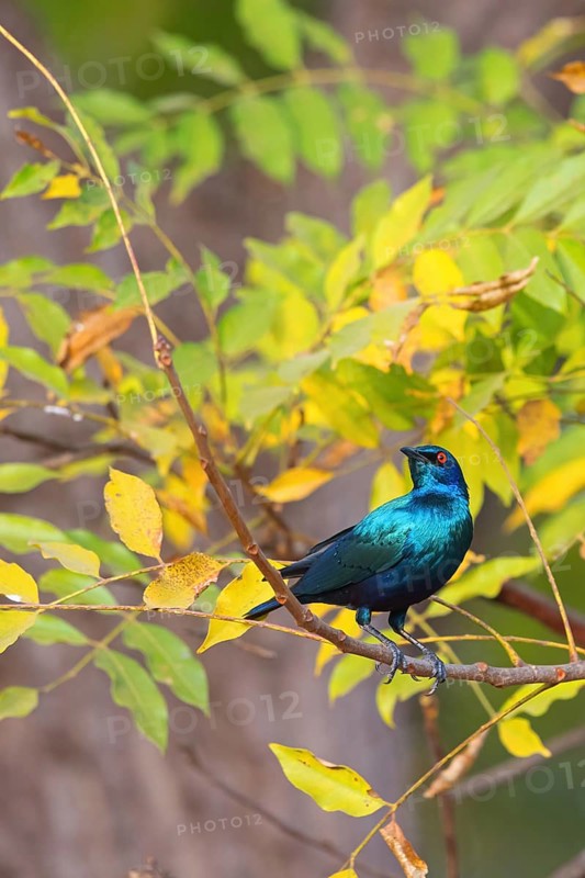 Glossy starling, (Lamprotornis chalcurus), Bronze-tailed glossy starling, Bronze-tailed starling, Estornino colibronceado, Glossy starling, Tendaba camp Tendaba photo hid, Kwinella, South Bank, Gambia