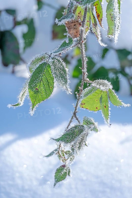 Frozen leaves, covered with ice crystals, in front of a snowy background, Münsterland, North Rhine-Westphalia, Germany