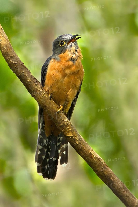 Chestnut-breasted Cuckoo (Cacomantis castaneiventris) calling, Queensland, Australia