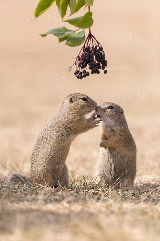 Two European ground squirrel (Spermophilus citellus) or European souslik standing erected in dry grass and trying to catch some berries of European dwarf elder (Sambucus ebulus)