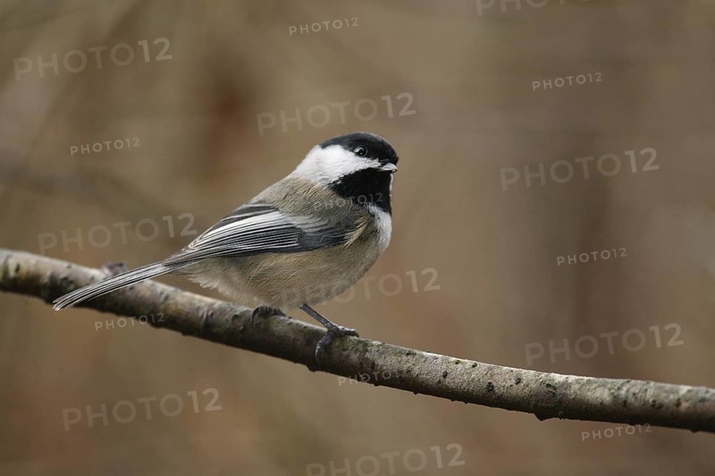 Black-capped Chickadee (Poecile atricapillus), British Columbia, Canada