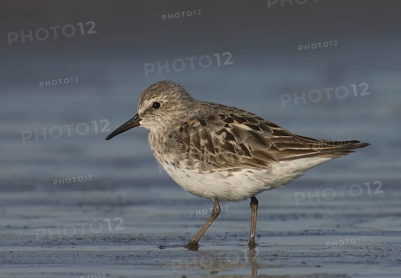 White-rumped Sandpiper (Calidris fuscicollis), Ohio, USA
