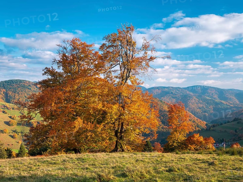 Typical Black Forest landscape with old solitary beech trees in a meadow in autumn under blue sky with fair weather clouds, near Wieden in the Black Forest, Baden-Württemberg, Germany