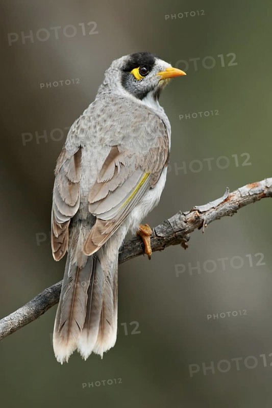Noisy Miner (Manorina melanocephala), Victoria, Australia