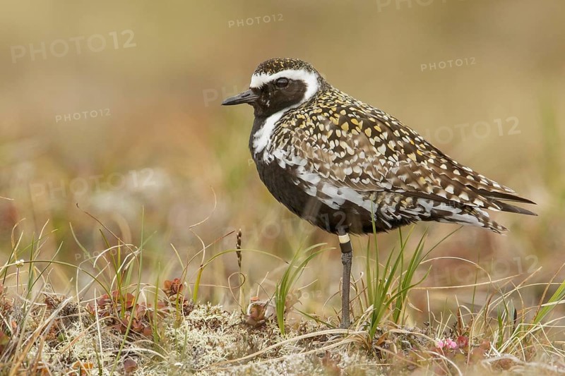 Pacific Golden Plover (Pluvialis fulva) perched on the tundra in Nome, Alaska