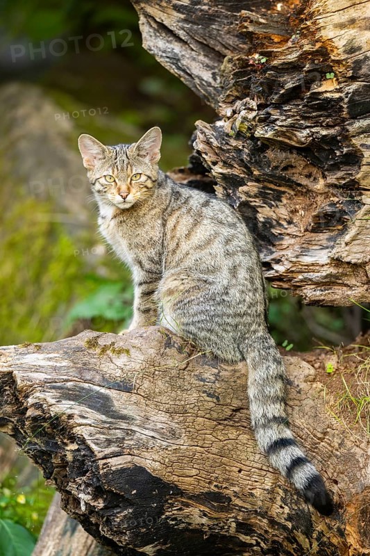 European wildcat (Felis silvestris silvestris) on an old tree trunk, Hesse, Germany