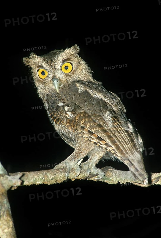 Pacific Screech-Owl Megascops cooperi Rancho Dundee near Ceiba, Alajuela, Costa Rica March Adult Strigidae