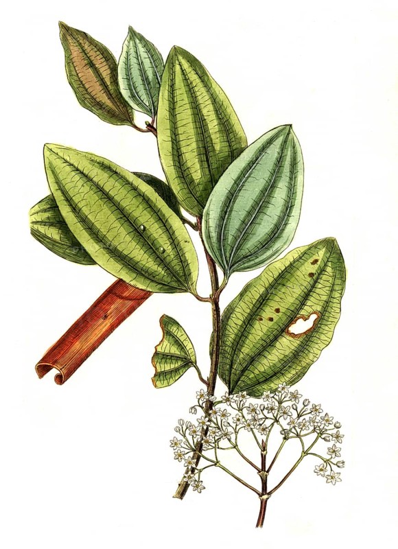 Laurus cinnamimum, Ceylon cinnamon tree or true cinnamon tree, digital reproduction of a historical original, between 1790 and 1810