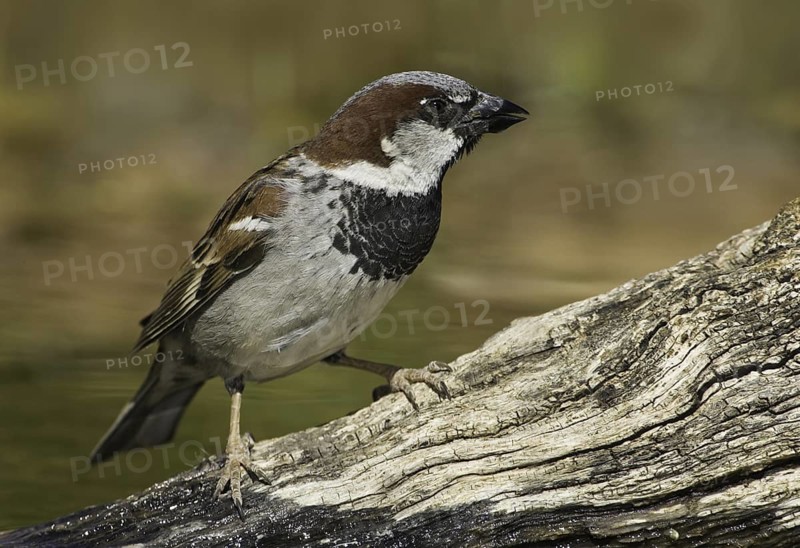 House Sparrow (Passer domesticus) male, Arizona, USA
