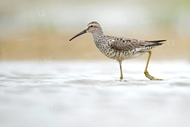 Stilt Sandpiper (Calidris himantopus), Texas, USA