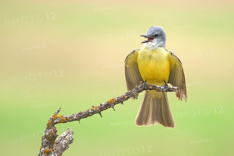 Couch's Kingbird (Tyrannus couchii) singing, Texas, USA