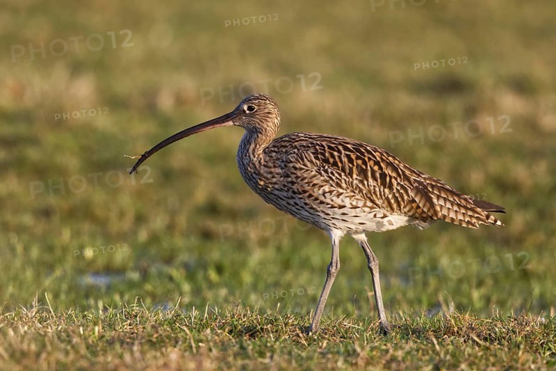 Eurasian Curlew (Numenius arquata) foraging, North Rhine-Westpalia, Germany