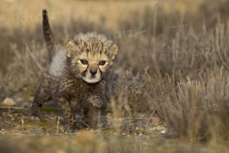 Cheetah (Acinonyx jubatus) cub walking, Castile-La Mancha, Spain