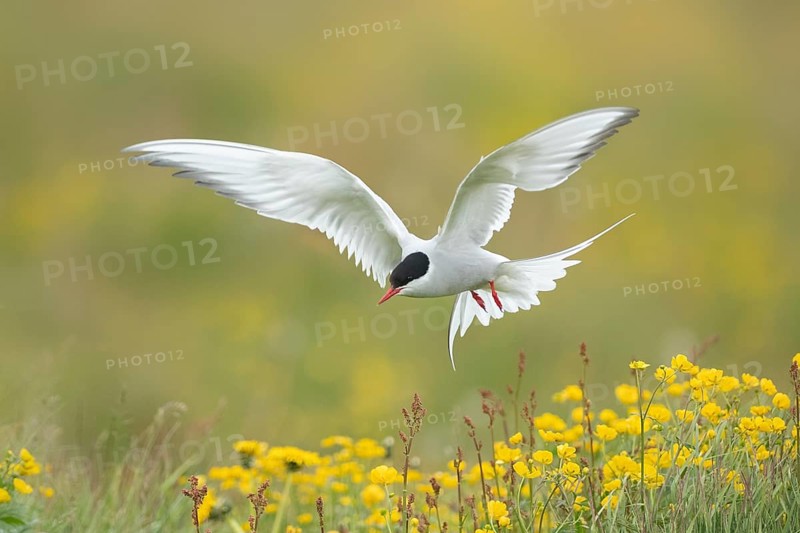 Arctic Tern (Sterna paradisaea) flying over flowering meadow, Iceland
