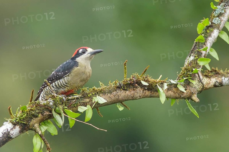 Black-cheeked Woodpecker (Melanerpes pucherani) perched on a branch in Costa Rica