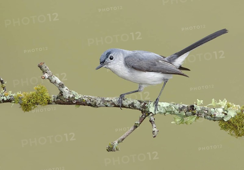 Blue-grey Gnatcatcher (Polioptila caerulea), Texas, USA